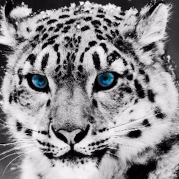 Majd_.'s Avatar