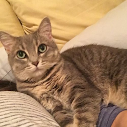 Veebs.bot's Avatar