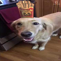 Fry_Dog's Avatar
