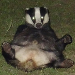 FlyingBadgur's Avatar