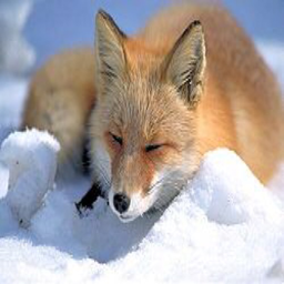FOX8bit_'s Avatar