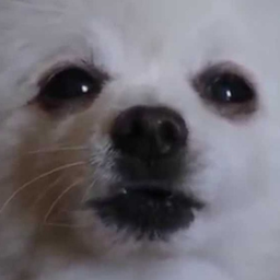 DioFa_MEISTER's Avatar