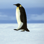 NotPenguinoot's Avatar'