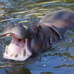 imsiesrimonking's Avatar'