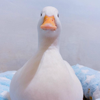 L9Sasaki's Avatar'