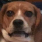 temp-466004's Avatar'