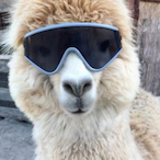 Rommmbbo2004's Avatar'