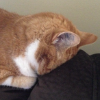 SerperiorPyroar's Avatar'