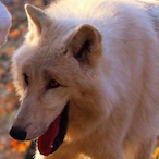 Grinning_Wolf's Avatar