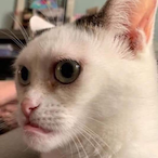 ROOT_BEER_NOOO's Avatar'