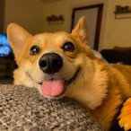 corgi_pack's Avatar'