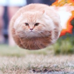 RO_CAT's Avatar'