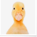 love.your.duck's Avatar'