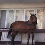 Roach.Horse's Avatar'
