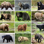 Bears_Go_Rawr's Avatar'