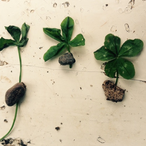 Serlevmoerten's Avatar