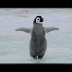 Pinguinosexy66's Avatar'