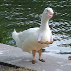 Duck9237's Avatar'