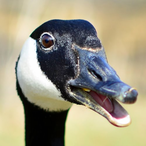 oggaboggs's Avatar'