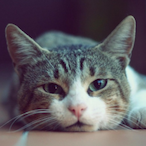 platinum-level75's Avatar'