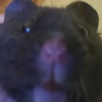 Ibbybibi's Avatar'