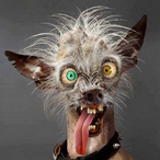 oboroten996's Avatar