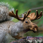annoyingmoose23's Avatar'