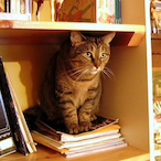 CatOnABookShelf's Avatar'