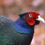 Vxinkanpian's Avatar'