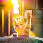 kjxiaofeng's Avatar'