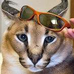 NikLikesFloppa's Avatar'