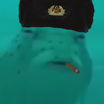 UNSWEETICEDTEA's Avatar'