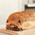 funnydogs42's Avatar'