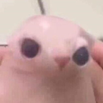 Blindbomb101's Avatar'