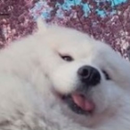 TheSleepCats's Avatar'