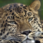 CRAZYLEOPARDLX's Avatar'