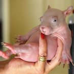 Anteromakarooni's Avatar'