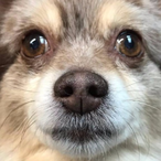 DoggoPoobles's Avatar