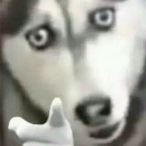 VSDPOR's Avatar'