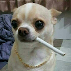 LemonNT's Avatar'