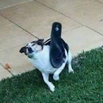 SpentPuma8831's Avatar'