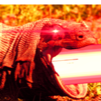 KononoDragono's Avatar'