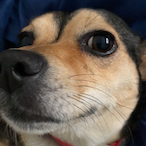 Mutt.Lombs's Avatar'