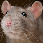 iam_true_rat's Avatar'