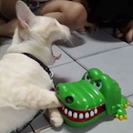 ILikeChecken's Avatar'