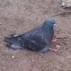 DeviIAngeI's Avatar'