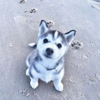 cutepupper's Avatar'