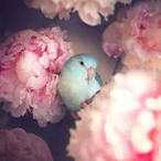 Siege312213's Avatar'