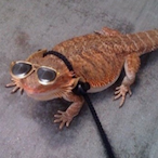 SnorkOps's Avatar'