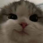 chaddercheeze.'s Avatar'